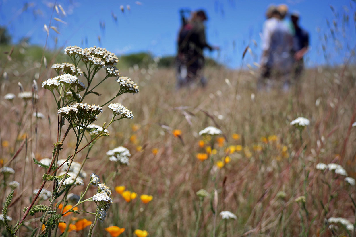 California yarrow and California poppies FWS.gov